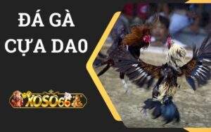 Đá gà cựa dao