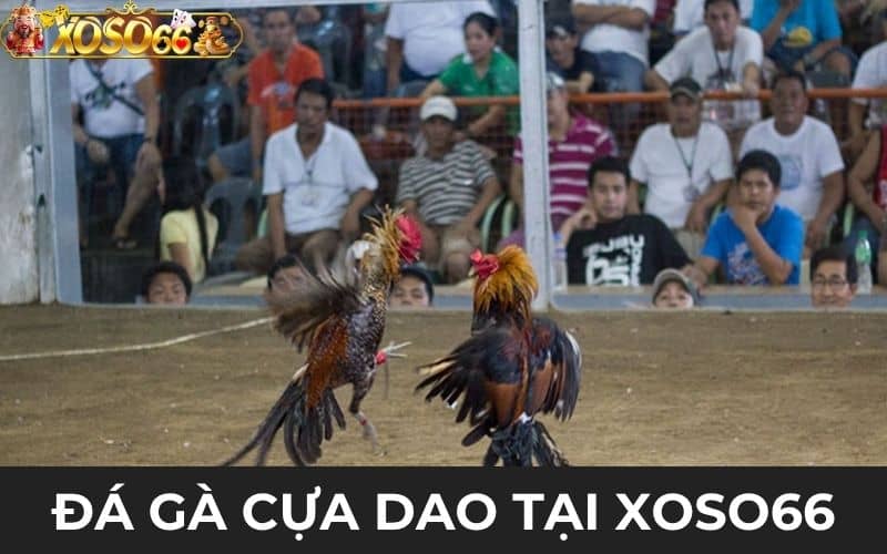 Đá gà cựa dao là hình thức chọi gà gắn thêm cựa dao