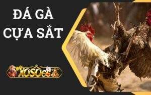 Đá gà cựa sắt