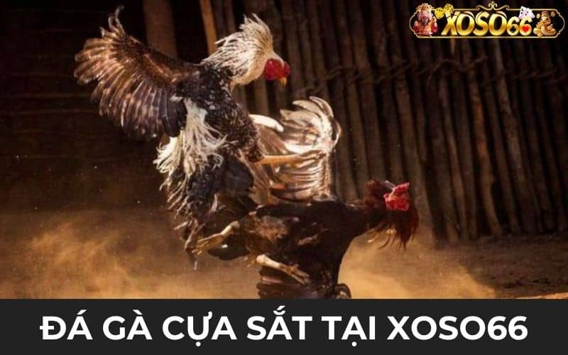 Đá gà cựa sắt là hình thức chọi gà trang bị thêm cựa sắt Đá gà cựa sắt là hình thức chọi gà trang bị thêm cựa sắt