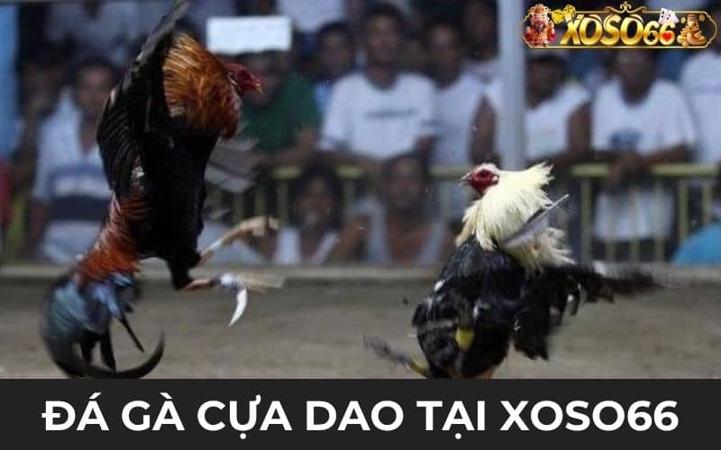 Luật chơi đá gà cựa dao tại đấu trường