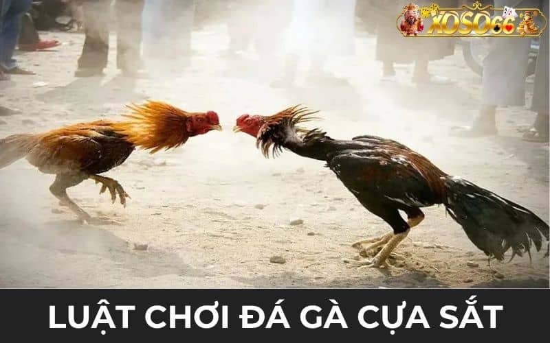 Luật chơi đá gà cựa sắt đảm bảo uy tín và minh bạch Luật chơi đá gà cựa sắt đảm bảo uy tín và minh bạch