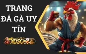 Trang đá gà uy tín