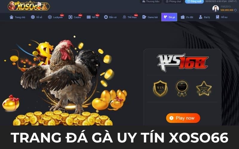 XOSO66 đứng đầu danh sách là trang đá gà uy tín
