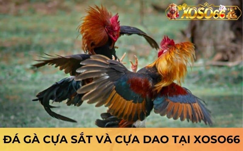 Cá cược đá gà cựa sắt và cựa dao đều có tại đá gà XOSO66