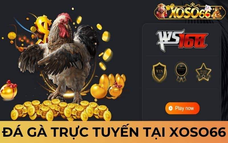 Đá gà trực tuyến tại XOSO66 cho phép người chơi đặt cược Đá gà trực tuyến tại XOSO66 cho phép người chơi đặt cược