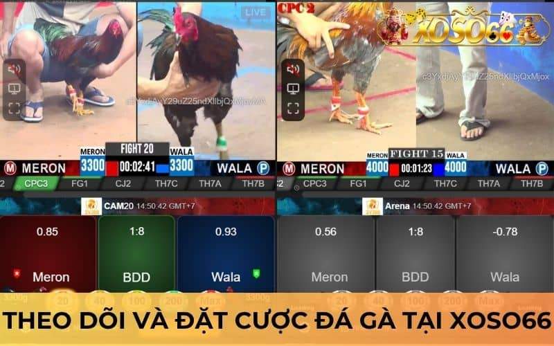 Người chơi có thể theo dõi trực tiếp và đặt cược đá gà